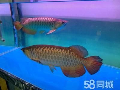 50厘米金龍魚(yú)值多少錢(qián)人民幣一條（50厘米的金龍魚(yú)價(jià)格從幾百元到數(shù)十萬(wàn)元不等） 龍魚(yú)百科 第2張