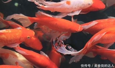 紅龍魚這幾天不吃怎么回事呀（紅龍魚不吃東西怎么辦） 龍魚百科 第2張