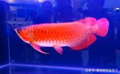 極品血龍魚多少錢（世界上最貴的血龍魚是什么魚？）