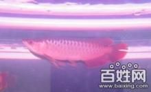 極品血龍魚多少錢（世界上最貴的血龍魚是什么魚？）