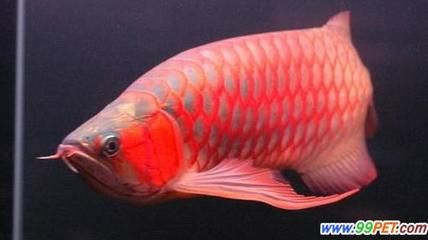 50厘米紅龍魚(yú)（50厘米的紅龍魚(yú)能活多久？）