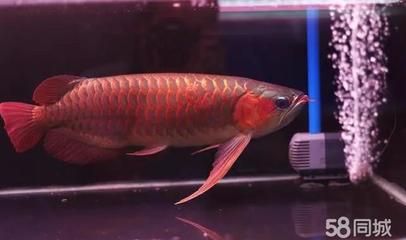 50厘米的龍魚喂食頻率（50厘米的龍魚可以喂食頻率和喂食頻率和喂食時(shí)間） 龍魚百科 第2張