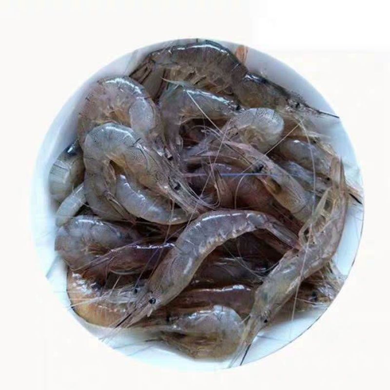 25cm龍魚一次喂多少凍蝦（25厘米的龍魚喂食凍蝦的數(shù)量應該依據(jù)龍魚的實際情況而定） 龍魚百科 第3張