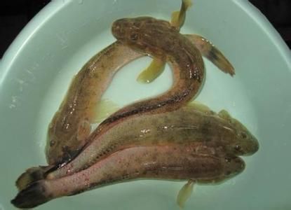 大豐收龍魚和脆魚哪個(gè)沒刺（大豐收和脆魚哪個(gè)更好吃？） 龍魚百科 第1張