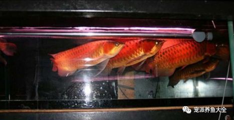 出售紅龍魚(yú)（出售紅龍魚(yú)價(jià)格及圖片欣賞紅龍魚(yú)價(jià)格及圖片欣賞）