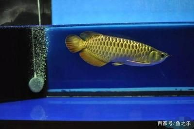 20厘米的龍魚需要多大缸（20厘米的銀龍魚需要多大的缸） 龍魚百科 第1張