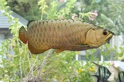 20厘米的龍魚需要多大缸（20厘米的銀龍魚需要多大的缸） 龍魚百科 第3張