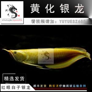 黃化白子銀龍魚(yú)黑眼和紅眼哪個(gè)品種好（黃化白子銀龍和紅眼白子銀龍的區(qū)別）