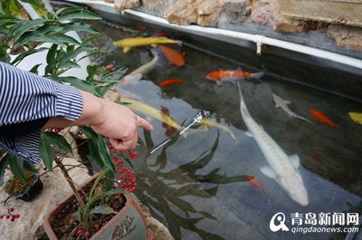 純白龍魚（白金龍魚怎么養(yǎng)白金龍魚價格_白金龍魚怎么養(yǎng)）