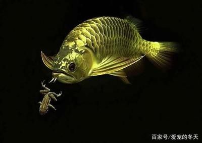 60魚缸養(yǎng)龍魚（60公分的魚缸能不能養(yǎng)龍魚？） 龍魚百科 第2張