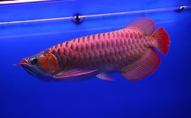 60厘米紅龍魚價格多少（60厘米的紅龍魚價格可以從幾萬元到幾十萬元不等）