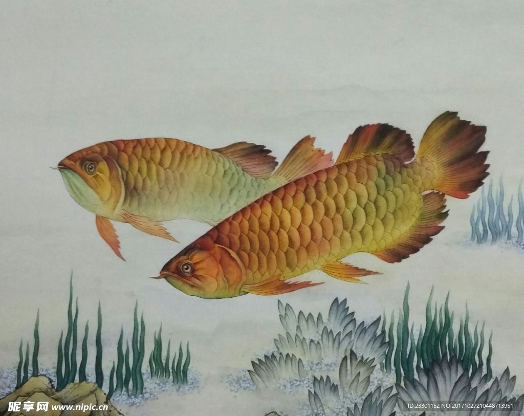 繪畫金龍魚（繪畫金龍魚的基本畫法和注意事項(xiàng)和注意事項(xiàng)）