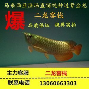 20元一條的金龍魚魚苗（20元一條的金龍魚魚苗價(jià)格多少錢一條怎么養(yǎng)）