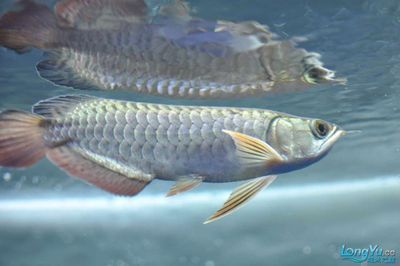 40cm龍魚(yú)吃了20cm龍魚(yú)（40cm龍魚(yú)吃了20cm龍魚(yú)一天吃多少360問(wèn)答） 龍魚(yú)百科 第3張