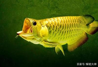 家里養(yǎng)金龍魚好嗎（家中養(yǎng)金龍魚好不好養(yǎng)金龍魚飼養(yǎng)禁忌查查吧） 龍魚百科 第3張