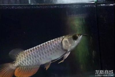 20公分金龍魚配魚什么最佳（20公分金龍魚的最佳配魚） 龍魚百科 第1張