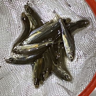 凍麥穗魚喂龍魚（凍麥穗魚可以用來喂養(yǎng)龍魚嗎？） 龍魚百科 第3張