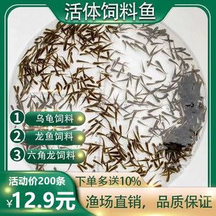 40公分龍魚喂多少飼料合適（40公分的龍魚每天喂食一次就足夠了這樣飼養(yǎng)龍魚） 龍魚百科 第2張