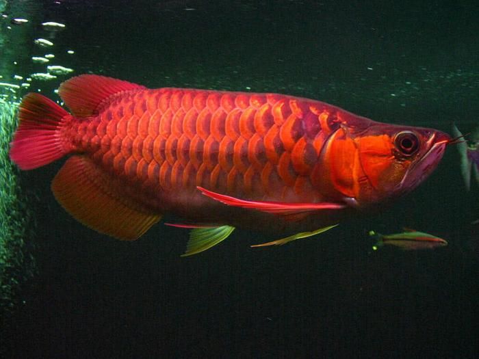 紅龍魚值錢嗎（世界上最貴的紅龍魚是什么魚？） 龍魚百科 第2張