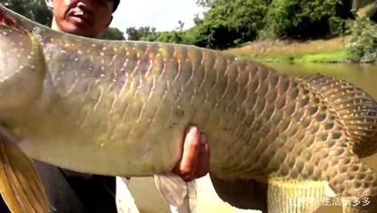 釣上金龍魚(yú)（《天天釣魚(yú)》如何釣金龍魚(yú)(北冥仙境） 龍魚(yú)百科 第1張