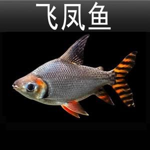 短身龍魚能長多大的魚苗（短身龍魚的生長潛力會受到限制嗎？）