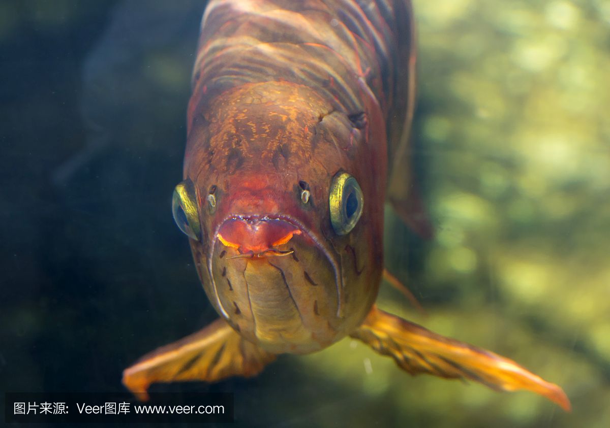 赤紅龍魚 龍魚百科 第1張