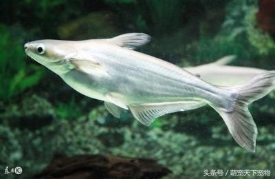 家里銀龍魚一般養(yǎng)幾條（銀龍魚一般養(yǎng)幾條合適） 龍魚百科 第3張