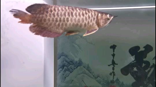 金龍魚鱗片發(fā)黑 突眼蒙眼（請大家看看這條魚怎么了）