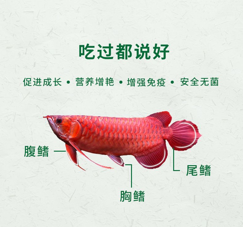 紅龍魚怎么增色的（紅龍魚怎么養(yǎng)容易發(fā)色這幾個(gè)小技巧你要知道） 龍魚百科 第3張