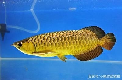 紅龍魚怎么樣爬背快（紅龍魚怎么養(yǎng)爬背快） 龍魚百科 第2張