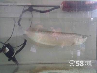 60厘米的銀龍魚多少錢（60厘米的銀龍魚價(jià)格在300到600元之間） 龍魚百科 第1張