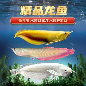 家里掛金龍魚（在家中懸掛金龍魚畫被認(rèn)為具有一定的風(fēng)水意義） 龍魚百科 第2張