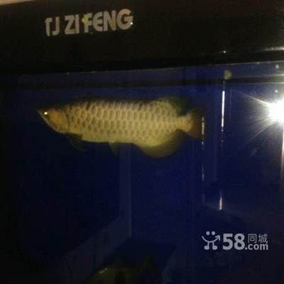 50厘米金龍魚值多少錢一條（50厘米長的金龍魚價(jià)格因地品種、品相和其他因素而異） 龍魚百科 第3張