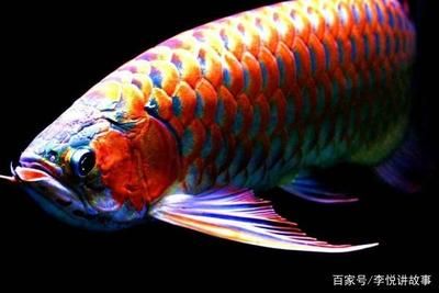 家里真的不適合養(yǎng)龍魚(yú)嗎（什么屬相不能養(yǎng)龍魚(yú)）