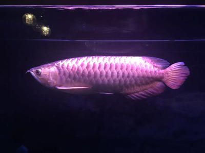 家養(yǎng)金龍魚能長多大的魚（金龍魚能長多大） 龍魚百科 第3張