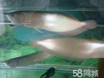 40公分的銀龍魚多少錢一條（40公分的銀龍魚價(jià)格大致在200元到1800元之間） 龍魚百科 第1張