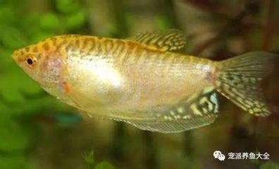 家里養(yǎng)曼龍魚好嗎（家里養(yǎng)曼龍魚有什么講究？）