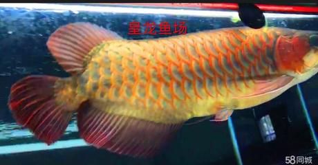 紅龍魚專賣店（深圳正宗的紅龍魚專賣廠家有哪些？）