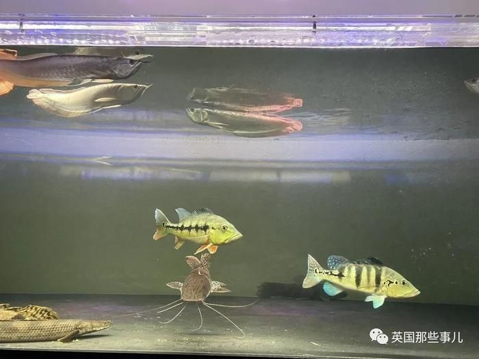 1米魚(yú)缸養(yǎng)金龍魚(yú)多少錢(qián)（金龍魚(yú)一般多少錢(qián)一條） 龍魚(yú)百科 第3張