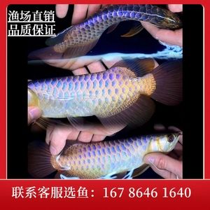 紅龍魚幼苗怎么挑選品種（如何挑選紅龍魚幼苗）