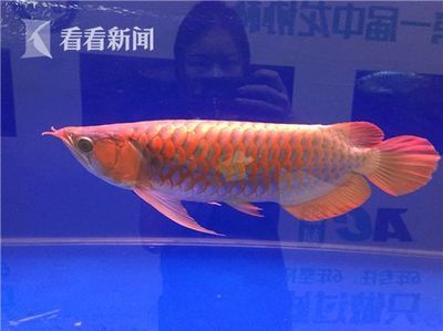 濟(jì)南龍魚展會(huì)（關(guān)于“濟(jì)南龍魚展會(huì)”的問題）