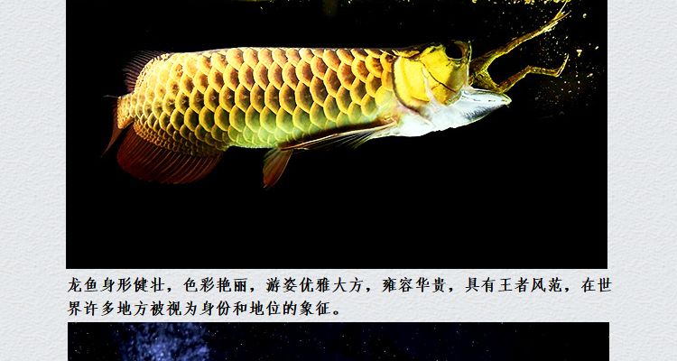 大湖龍魚是不紅嗎（大湖紅龍魚與大湖紅龍魚的區(qū)別）