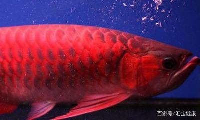 超血紅龍魚(yú)的正確飼養(yǎng)方法（紅龍魚(yú)的飼養(yǎng)方法全攻略） 龍魚(yú)百科 第1張