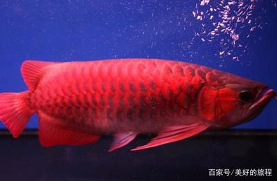 超血紅龍魚(yú)的正確飼養(yǎng)方法（紅龍魚(yú)的飼養(yǎng)方法全攻略） 龍魚(yú)百科 第3張