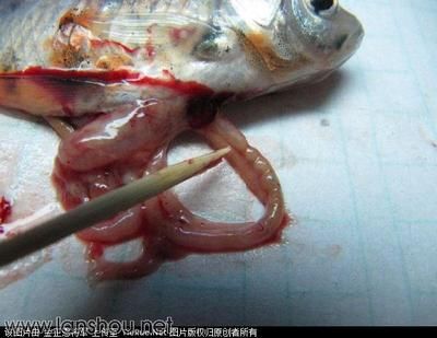 家里的龍魚(yú)死了（龍魚(yú)死亡的原因及處理方法）