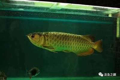 20公分的龍魚要多大的缸（20公分的銀龍魚需要多大的缸，怎么養(yǎng)好）