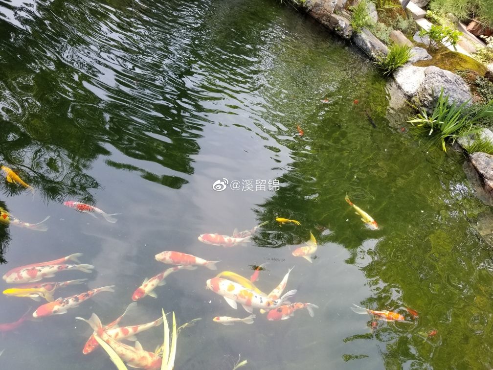 魚池過濾系統(tǒng)怎么做？做的好那就是享受（溪留錦魚池過濾系統(tǒng)） 觀賞魚論壇 第5張