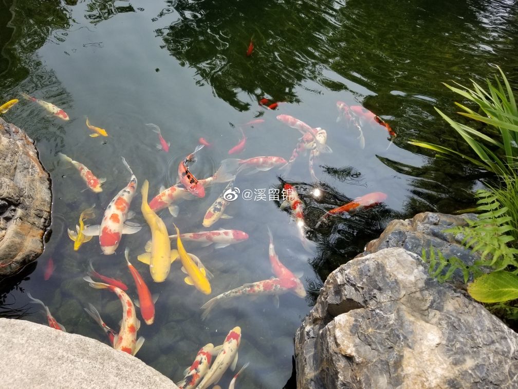 魚池過濾系統(tǒng)怎么做？做的好那就是享受（溪留錦魚池過濾系統(tǒng)） 觀賞魚論壇 第8張