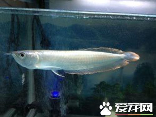 2024年銀龍魚多少錢一條（2024年8月銀龍魚有十幾萬的嗎）