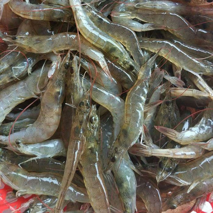 20cm金龍魚(yú)一天喂幾次飼料（金龍魚(yú)一天喂幾次，一次喂多少）